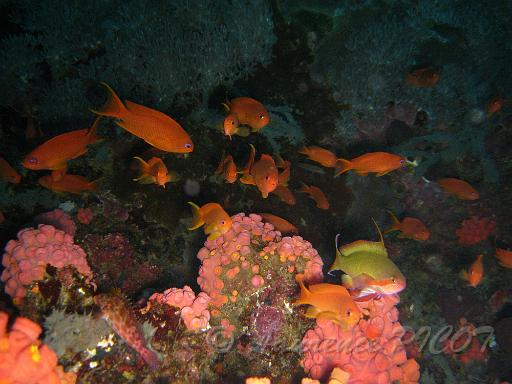 poissons bis.JPG
